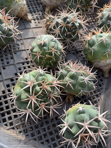 RareSucculent plant Gymnocalycium hybopleurum seedgrowth Garden Dcor  Boutique | eBay