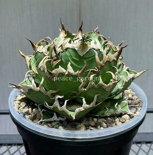 Caesar” Agave titanota RareAgave Plant Garden Décor Boutique 10